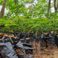 Planting Of Trees