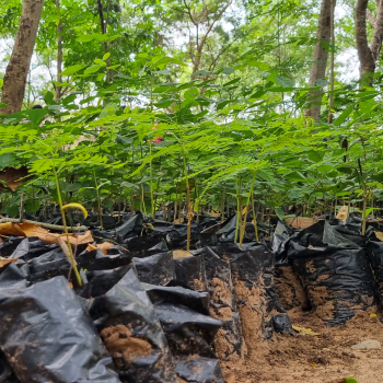 Planting Of Trees